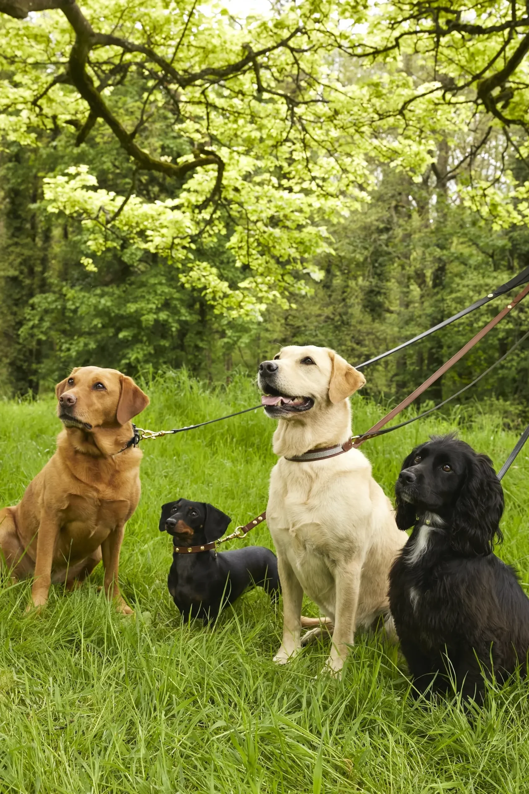 Holland Cooper Classic Dog Lead Chestnut