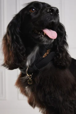 Holland Cooper HC Classic Dog Collar Black & Leopard Pony Clearance