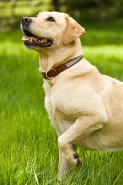 Holland Cooper HC Classic Dog Collar Chestnut & Tweed Clearance