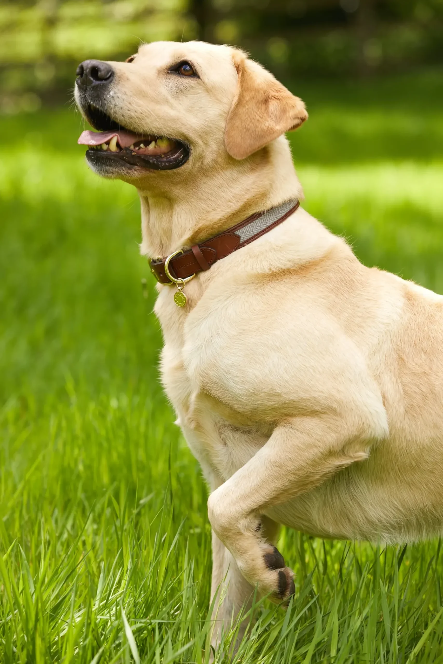 Holland Cooper HC Classic Dog Collar Chestnut & Tweed Clearance