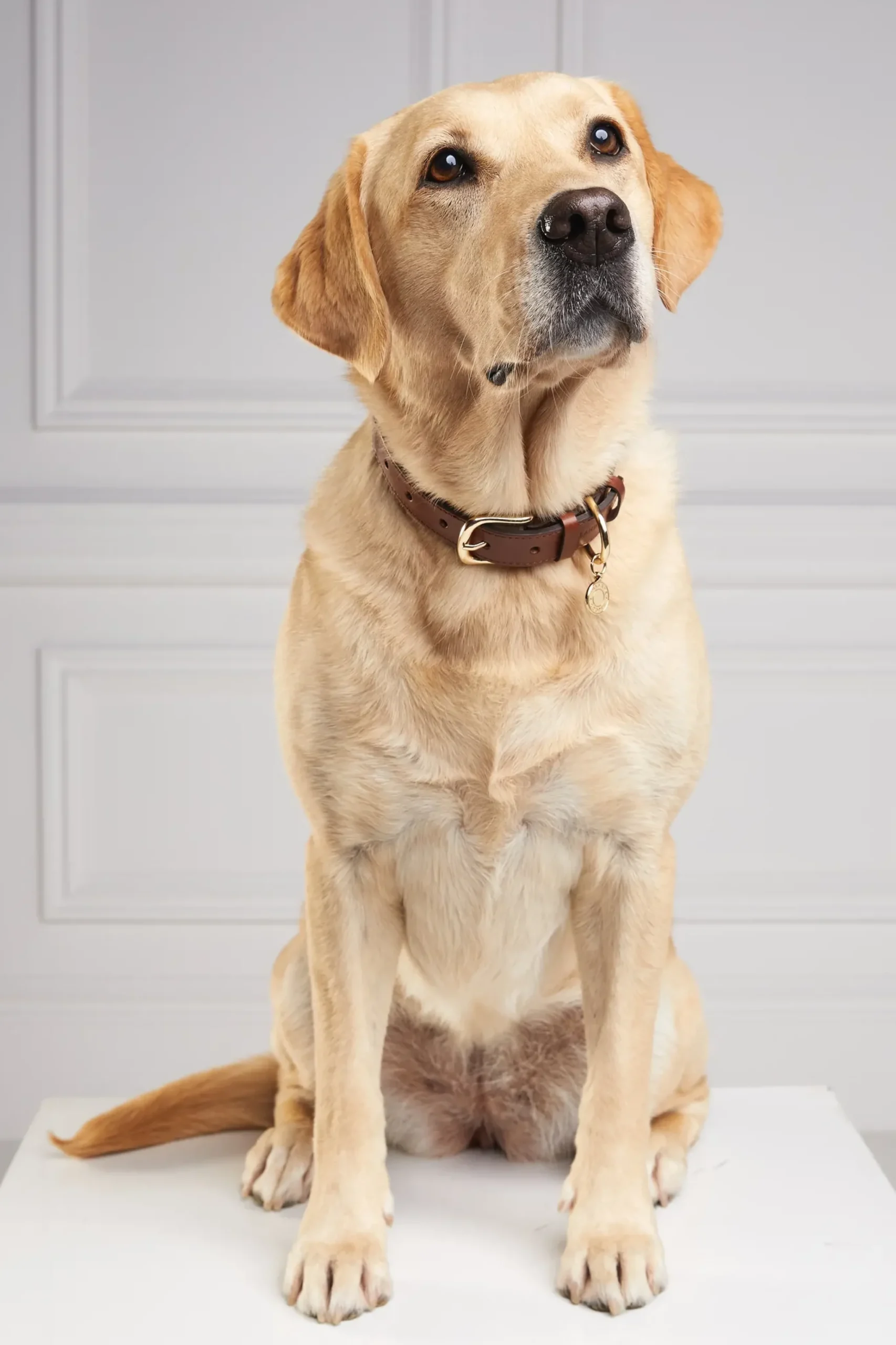 Holland Cooper HC Classic Dog Collar Chestnut & Tweed Clearance