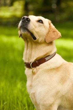 Holland Cooper HC Classic Dog Collar Chestnut & Tweed Clearance